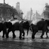 La Cibeles con elefantes