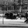Toros junto al Retiro