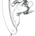 Ajubel
