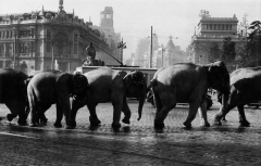 La Cibeles con elefantes