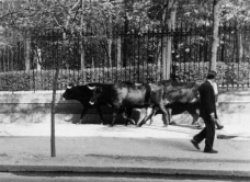 Toros junto al Retiro